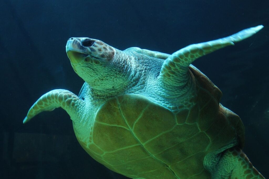 Where It All Began - Blog - Bob the Turtle: A story of resilience and hope - Sea Turtle Captured Underwater