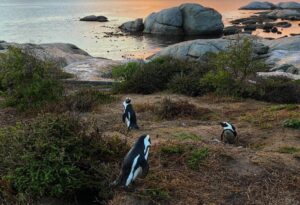 Where It All Began - Ethical Luxury Travel from Victoria Falls to Cape Town - Cape Town - Mount Nelson Hotel - Penguins