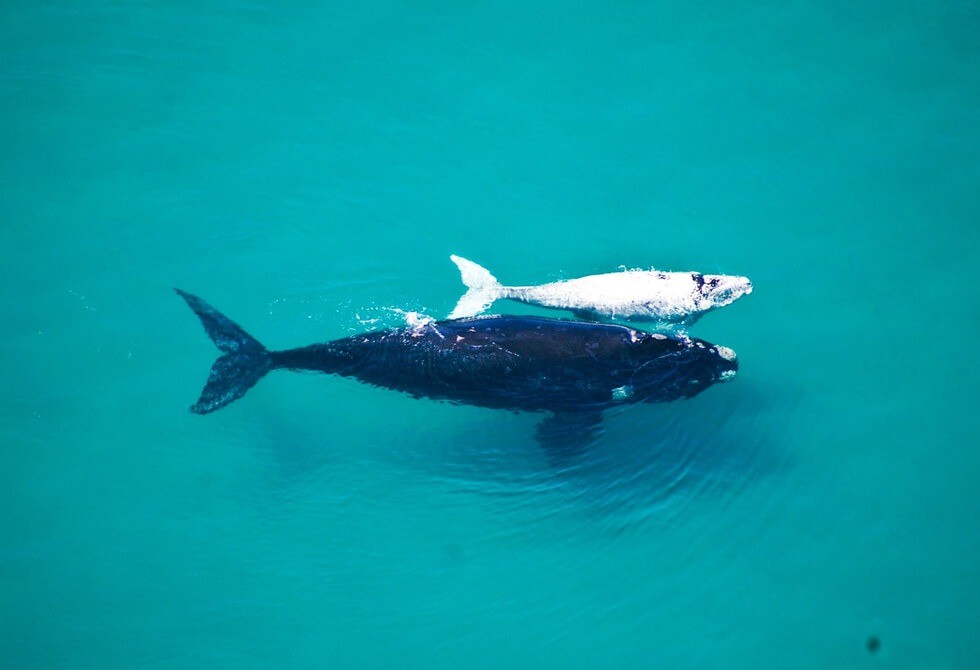 Where It All Began - Adventure from the Cape Town Coast to Victoria Falls - Hermanus - The Roundhouse - Mother and Baby Whale Top View
