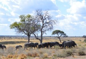 Where It All Began - Namibia & Okavango 4x4 Self Drive African Safari - Khaudum National Park - Sikereti Camp - Herd of Elephants Underneath Desert Tree