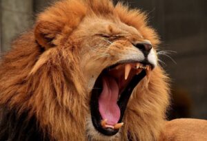 Where It All Began - Adventure Hiking in Cape Town, Kruger & Victoria Falls - Kruger Park - Rhino Post Safari Lodge - Lion Roaring