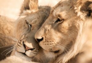 Where It All Began - Namibia & Okavango Overlanding 4x4 Adventure - Mount Etjo - Male and Female Lions