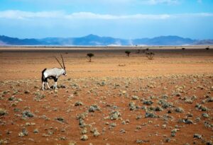 Where It All Began - Namibia & Okavango Overlanding 4x4 Adventure - Namib-Naukluft Park- Gemsbok in Desert