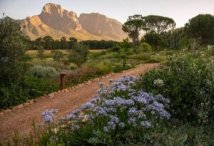 Where It All Began - Cape Peninsula & Winelands Cycling Holiday - Tulbagh to Boschendal, and Homeward Bound - Boschendal - Flowers an Gravel Trail
