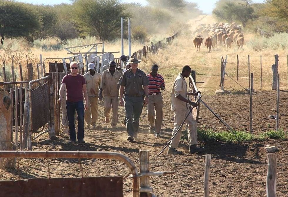Where It All Began - Namibia & Okavango 4x4 Self Drive African Safari - Waterberg - Hamakari Guest Farm - Group of Safari Goers with Herd of Buffalo in Background