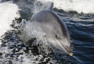 Where It All Began - Namibia & Okavango Overlanding 4x4 Adventure - Walvis Bay- Dolphin