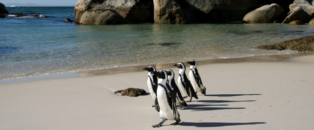 Where It All Began - Beaches in South Africa - Cape Town Beaches - Penguins at Boulders Beach