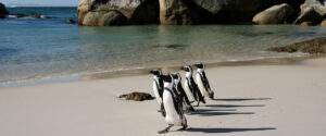 Where It All Began - Beaches in South Africa - Cape Town Beaches - Penguins at Boulders Beach