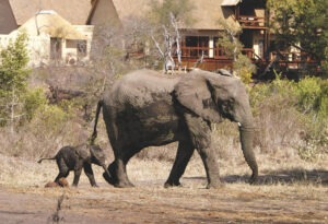 Where It All Began - About - Press Room - In the News - Mother Elephant and Her Calf