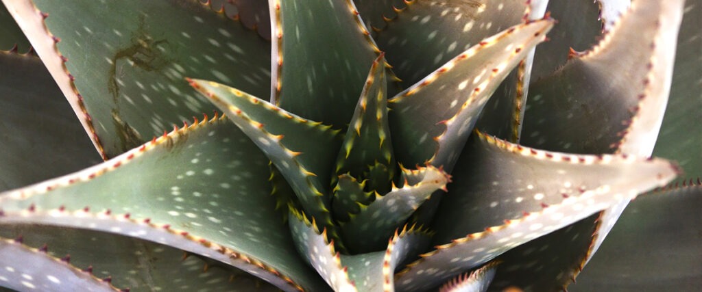 Where It All Began - African Deserts - The Kalahari (Botswana) - Zebra Aloe Plant