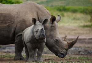 Where It All Began - KwaZulu Natal Road Trip - Hluhluwe - Rhino Ridge Safari Lodge - Mother and Baby Rhino