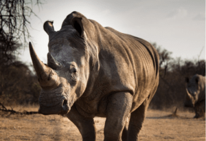 Where It All Began - African Glamping Safari - Eastern Cape - Quatermain's 1920s Safari Camp (DLB&B) - Rhinos