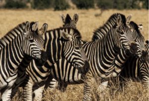 Where It All Began - African Glamping Safari - Eastern Cape - Quatermain's 1920s Safari Camp (DLB&B) - Herd of Zebra