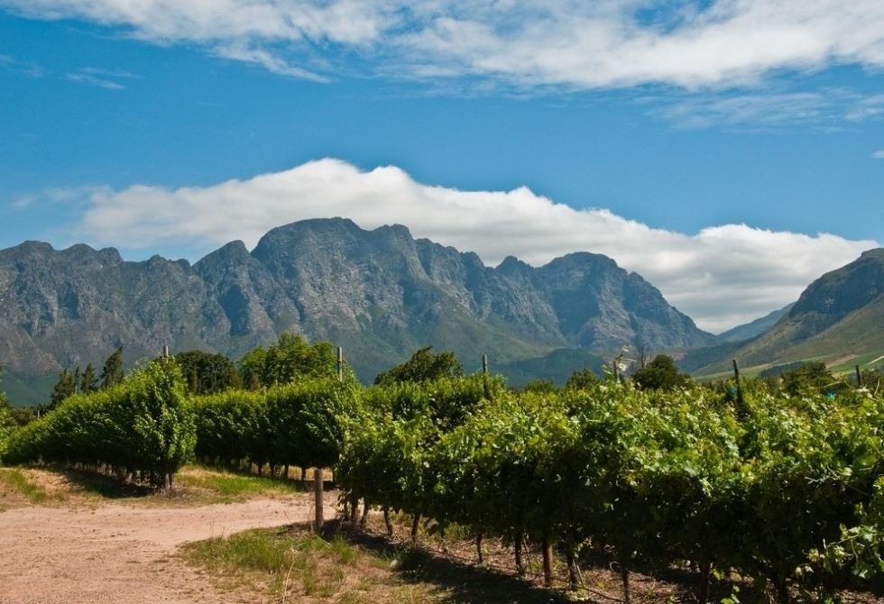 Where It All Began - Off-Road Cycling, Slackpacking & Scuba Diving Adventure - Franschhoek - Akademie Street Boutique Hotel - Vineyard with Mountain Background | Where It All Began - West Coast Cycling & KwaZulu-Natal Diving Adventure - Franschhoek - Akademie Street Boutique Hotel - Vineyard with Mountain Background | Where It All Began - Western Cape Off-Road Cycling Adventure - Stellenbosch - Gemoedsrus Farm - Vineyard with Mountain Background