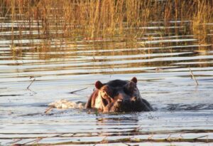 Where It All Began - Zimbabwe Canoeing Safari - Victoria Falls - Victoria Falls River Lodge - Hippo Peaking Head out of Water
