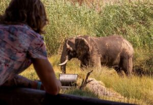Where It All Began - North Namibian Road Trip Adventure - Damaraland - Palmwag Lodge - Woman on Safari Watching Elephant