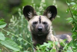 Where It All Began - Venda Walking Holiday - Pile & Chitadzumba Trail - Royal Hills Lodge & Spa - Hyena