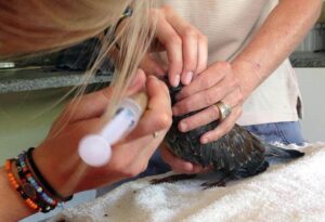 Where It All Began - Garden Route Road Trip - The Crags - The Crags - Rescue Aid on Bird