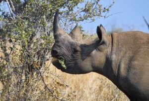 Where It All Began - Venda Walking Holiday - Pile & Chitadzumba Trail - Royal Hills Lodge & Spa - Rhino Eating from Tree