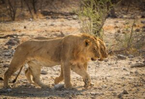 Where It All Began - North Namibian Road Trip Adventure - Etosha National Park - Onguma Tamboti Campsite - Two Lions