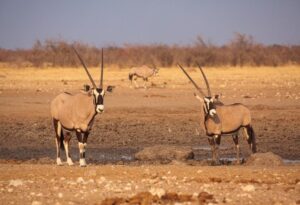 Where It All Began - North Namibian Road Trip Adventure - Outjo - Byseewah Safaris - Gemsbok