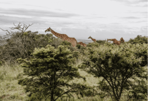 Where It All Began - African Glamping Safari - Eastern Cape - Quatermain's 1920s Safari Camp (DLB&B) - Giraffes Walking Through Trees