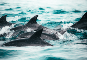 Where It All Began - African Glamping Safari - Wilderness - Escape to the Beach - Dolphin Fins Breaching Water Surface