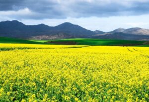 Where It All Began - Garden Route Road Trip - Swellendam - Swellendam - Yellow Flower Field