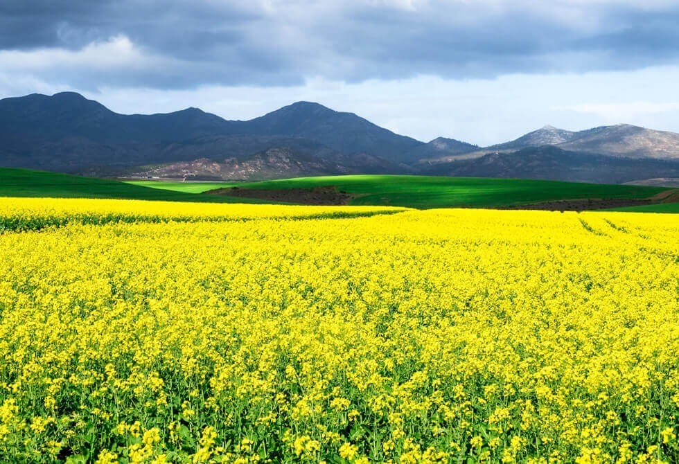 Where It All Began - Garden Route Road Trip - Swellendam - Swellendam - Yellow Flower Field
