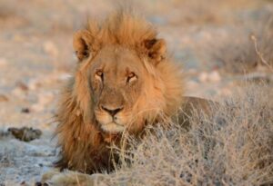 Where It All Began - Caprivi Strip Road Trip Adventure - Outjo - Onduri Safaris & Lodge - Lion Lying in Grass