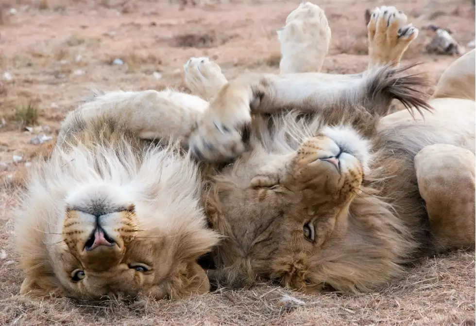 Where It All Began - African Glamping Safari - The Cape Winelands - Oude Werf - Two Lions Rolling Around