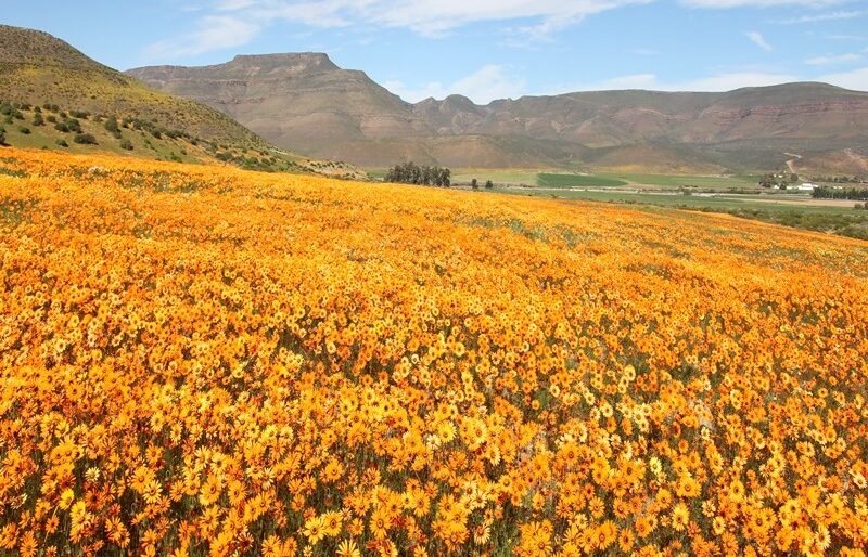Where It All Began - Botanical Journey through Cederberg, Overberg and Winelands - Clanwilliam - Algeria Cottages - Flower Field