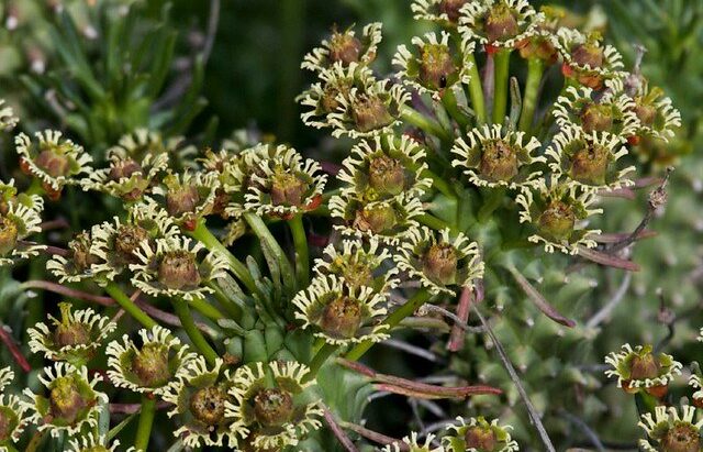 Where It All Began - Botanical Journey through Cederberg, Overberg and Winelands - Clanwilliam - Algeria Cottages - Flowers