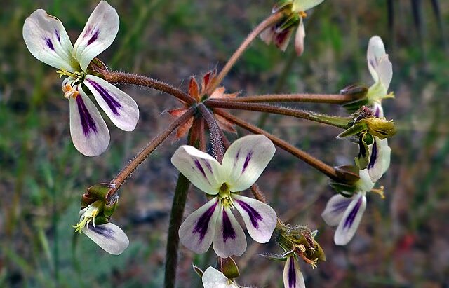 Where It All Began - Botanical Journey through Cederberg, Overberg and Winelands - Paternoster - Strandloper Ocean Boutique Hotel - Small White Flower