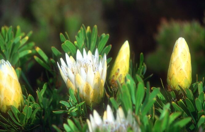Where It All Began - Botanical Journey through Cederberg, Overberg and Winelands - Cape Peninsula - A Boat House - Yellow Protea