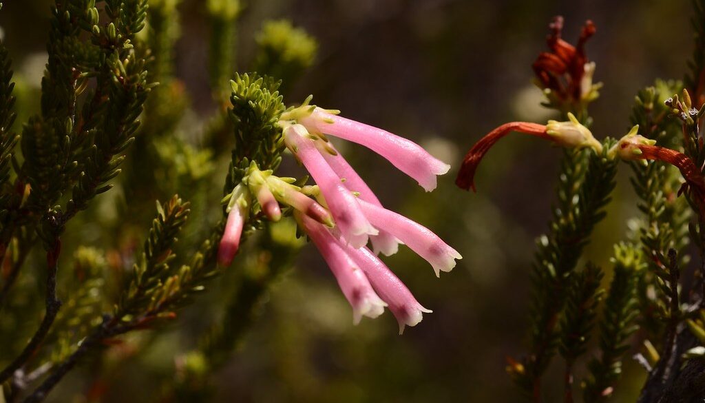 Where It All Began - Botanical Journey through Cederberg, Overberg and Winelands - Kogelberg - Oudebosch Eco Cabins - Pink Flowers