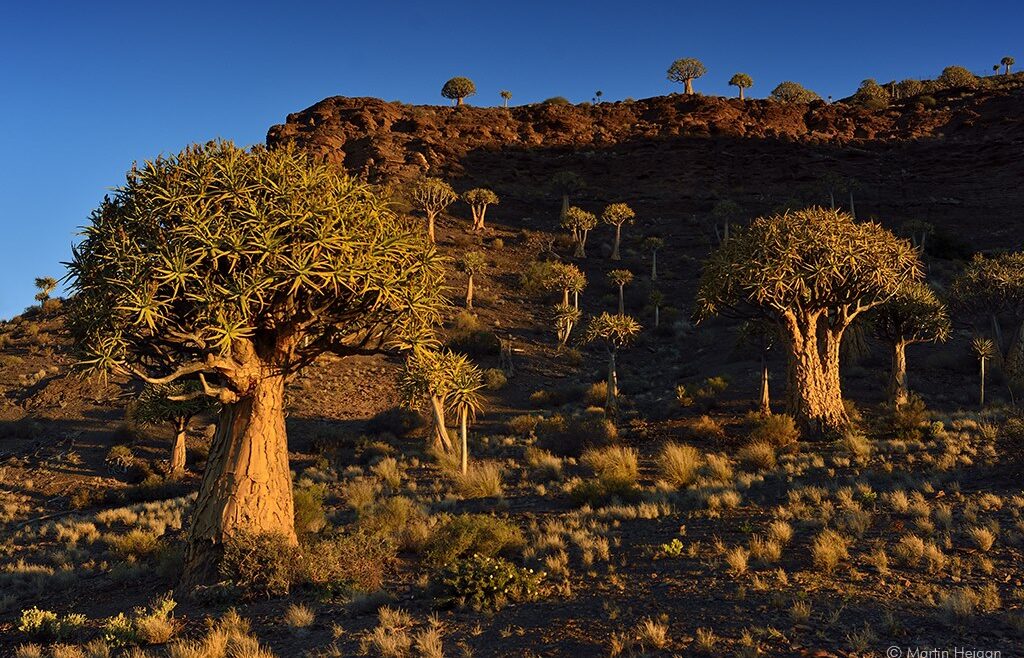Where It All Began - Botanical Journey through Cederberg, Overberg and Winelands - Nieuwoudtville - Die Blou Huis - Desert Terrain