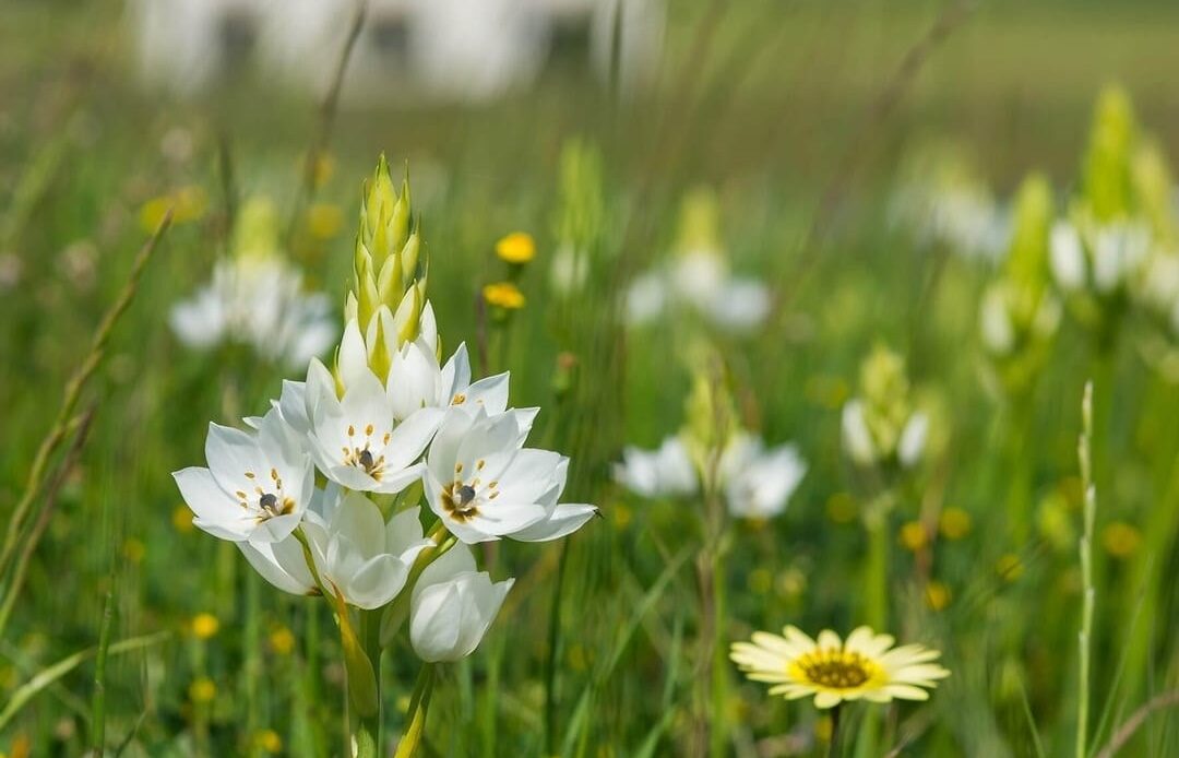 Where It All Began - Botanical Journey through Cederberg, Overberg and Winelands - Cape Peninsula - A Boat House - Yellow and White Flower