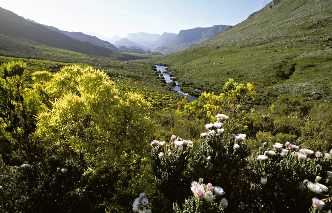 Where It All Began - Botanical Journey through Cederberg, Overberg and Winelands - Kogelberg - Oudebosch Eco Cabins - Flowers and Valley
