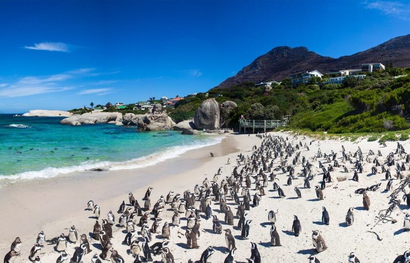 Where It All Began - Botanical Journey through Cederberg, Overberg and Winelands - Cape Peninsula - A Boat House - Penguins on the Beach