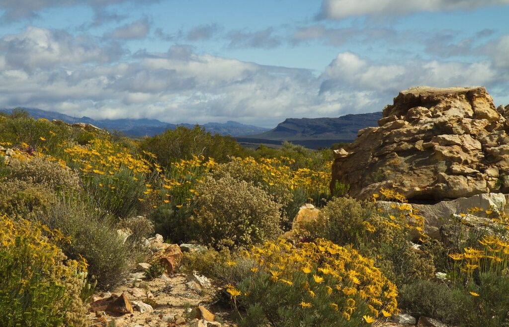 Where It All Began - Botanical Journey through Cederberg, Overberg and Winelands - Clanwilliam - Algeria Cottages - Fynbos