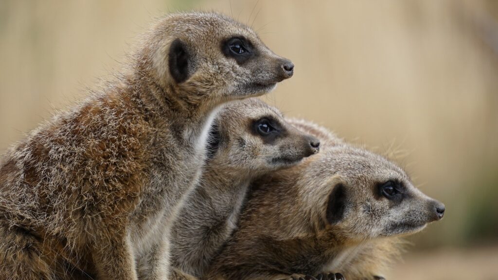 Family Friendly South African Safari
