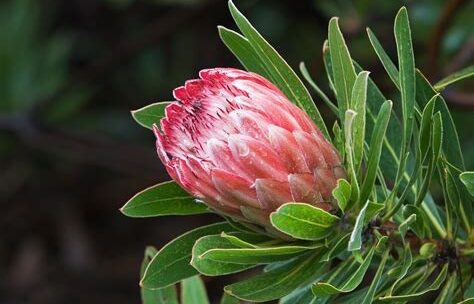 Where It All Began - Botanical Journey through Cederberg, Overberg and Winelands - Cape Town - Parker Cottage - Protea