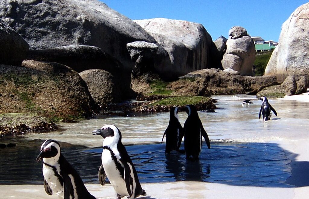 Where It All Began - Botanical Journey through Cederberg, Overberg and Winelands - Cape Town - Parker Cottage - Penguins