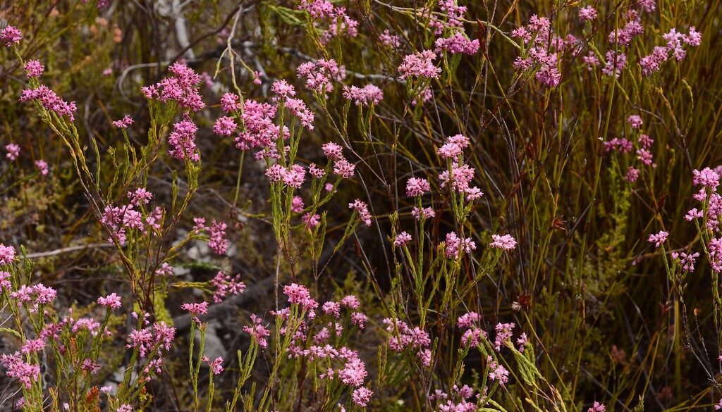 Where It All Began - Botanical Journey through Cederberg, Overberg and Winelands - Kogelberg - Oudebosch Eco Cabins - Pink Flower Bush