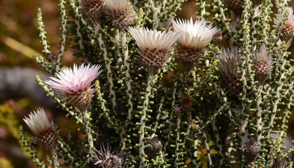 Where It All Began - Botanical Journey through Cederberg, Overberg and Winelands - Kogelberg - Oudebosch Eco Cabins - Pink and White Flowers