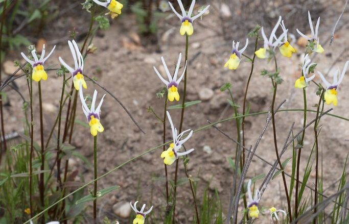 Where It All Began - Botanical Journey through Cederberg, Overberg and Winelands - Nieuwoudtville - Die Blou Huis - Small Flowers