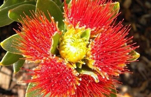 Where It All Began - Botanical Journey through Cederberg, Overberg and Winelands - Overberg - The Thatch House - Red Flower