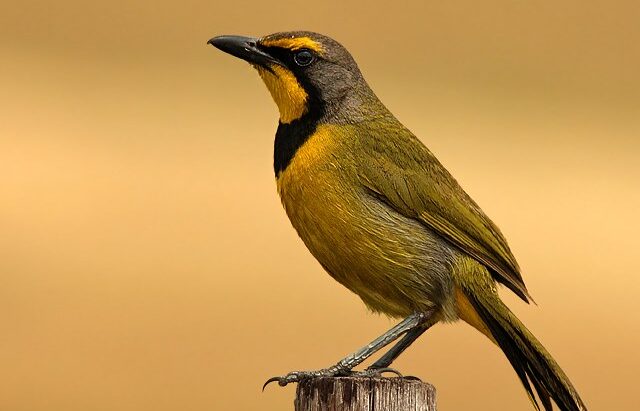 Where It All Began - Botanical Journey through Cederberg, Overberg and Winelands - Paternoster - Strandloper Ocean Boutique Hotel - Yellow Bird