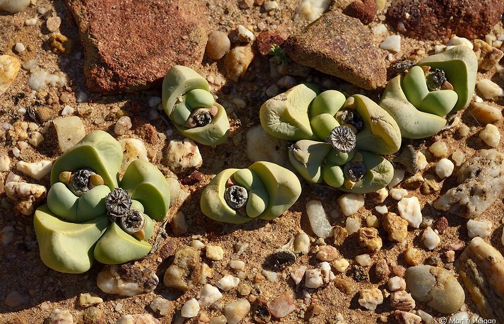 Where It All Began - Botanical Journey through Cederberg, Overberg and Winelands - Nieuwoudtville - Die Blou Huis - Succulents